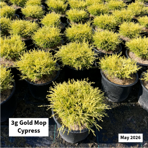 May 2026 3g Gold Mop Cypress Website